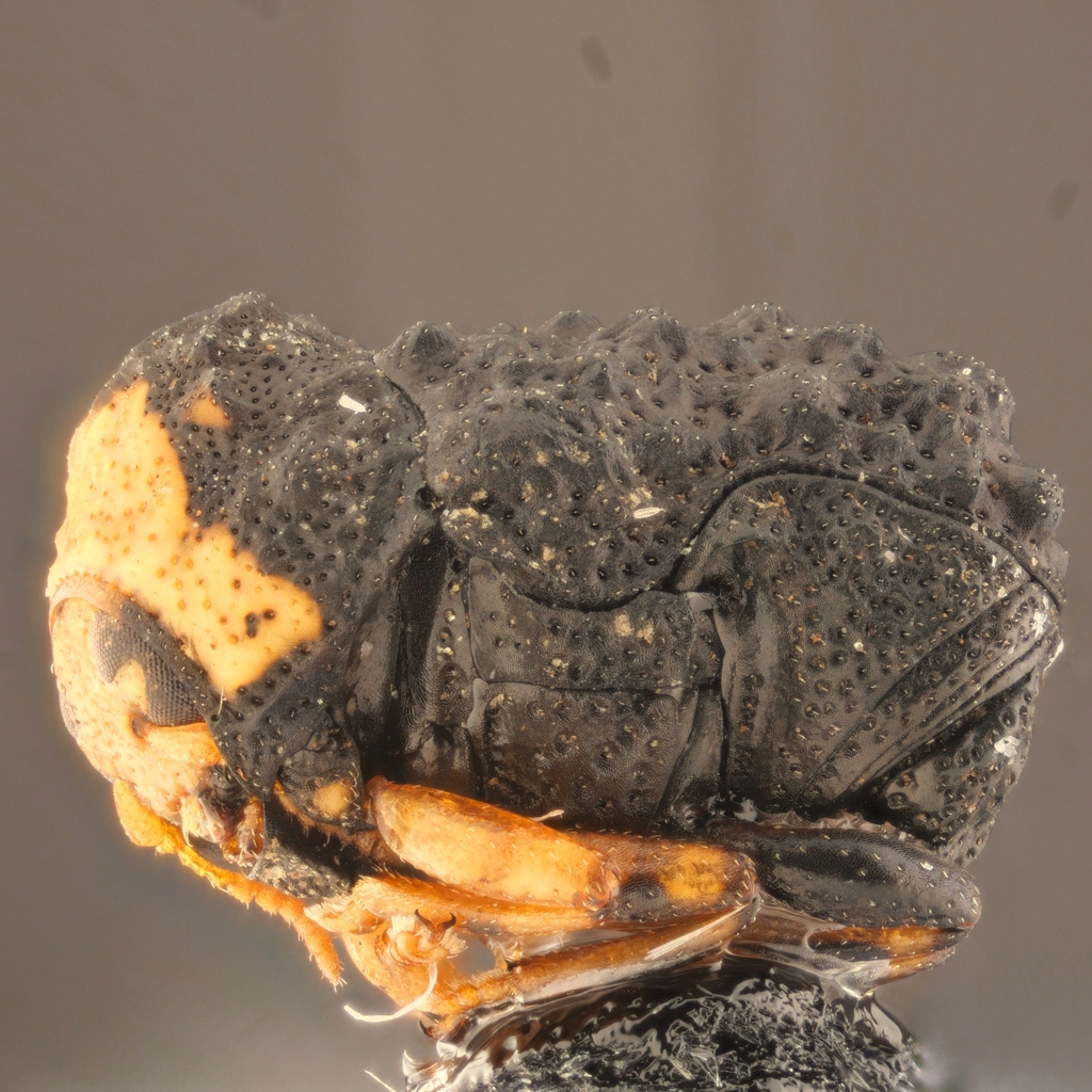 Exema neglecta