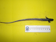 Common Wolf Eel photo 3