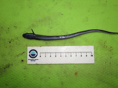 Common Wolf Eel photo 4