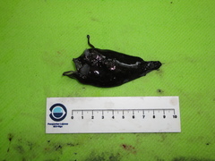 Lophodolos acanthognathus