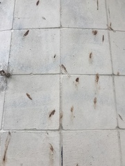 Rousettus aegyptiacus