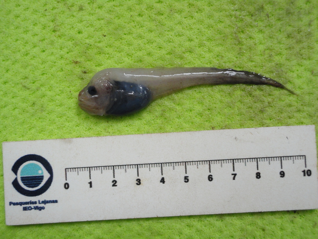 Blacksnout Seasnail