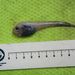 Blacksnout Seasnail - Photo (c) Gonzalo Mucientes Sandoval, some rights reserved (CC BY-NC-SA), uploaded by Gonzalo Mucientes Sandoval