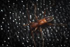 Porithodes pustulata