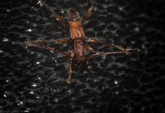 Porithodes pustulata