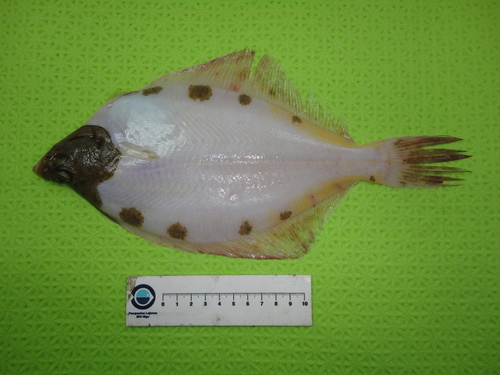 Geelstaartschar (Limanda ferruginea) — Pleuronectidae — 4