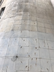 Rousettus aegyptiacus