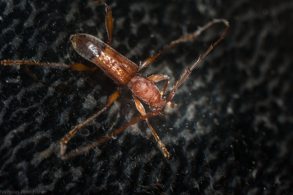 Porithodes