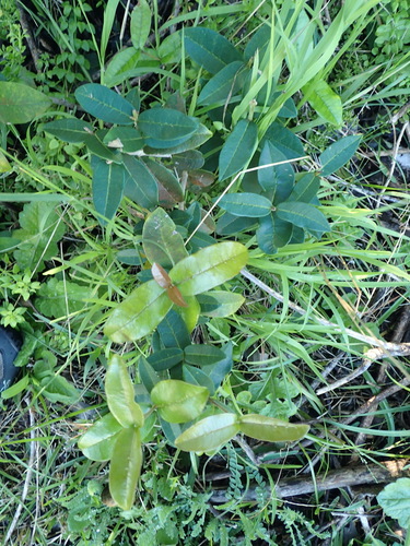 Image of Noronhia foveolata by (c) Nicola van Berkel, some rights reserved (CC BY-SA)