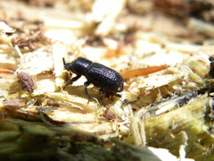 Sinodendron cylindricum