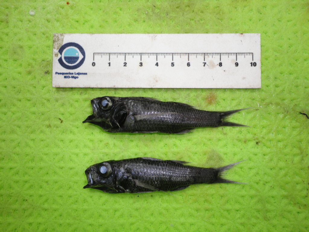 Sherborn's pelagic bass (Howella sherborni) — Howellidae