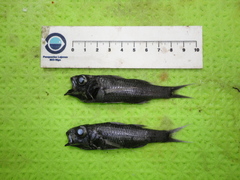 Sherborn's Cardinalfish photo 1