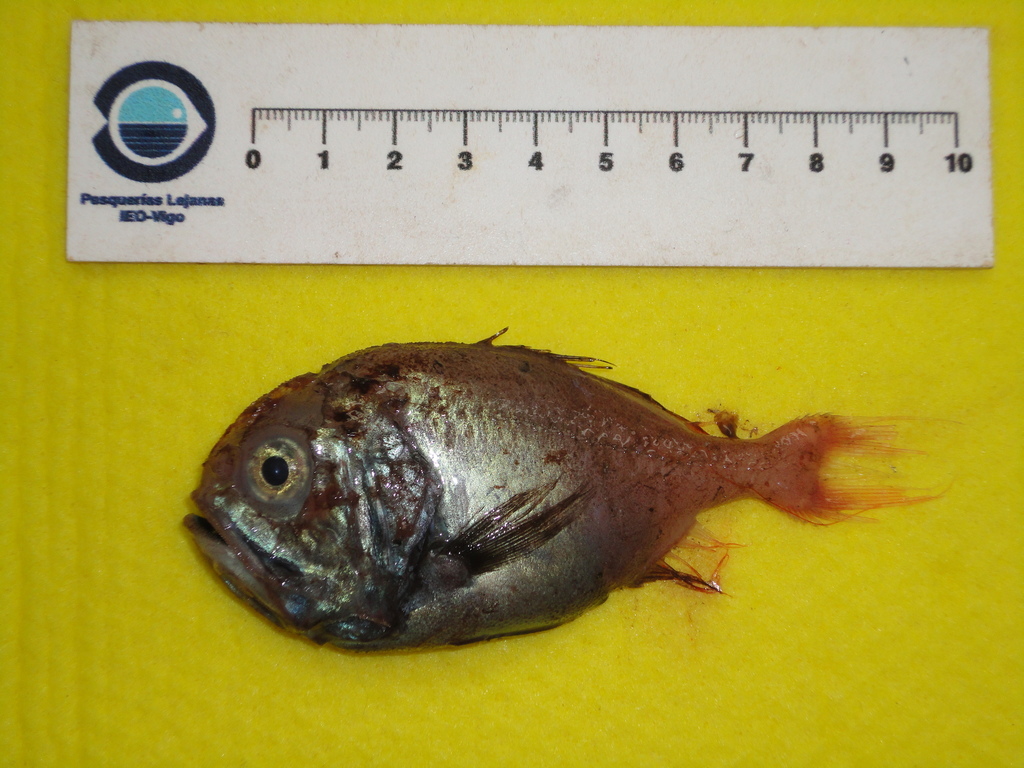 Blackfin Roughy