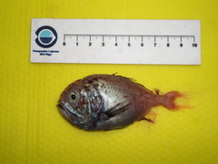Hoplostethus melanopus