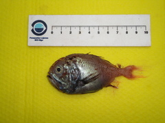 Hoplostethus melanopus