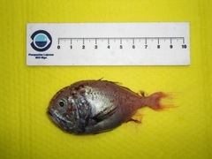 Hoplostethus melanopus