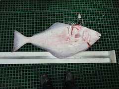 Hippoglossus hippoglossus