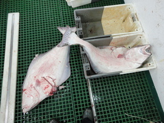 Hippoglossus hippoglossus