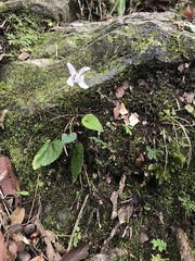 Viola formosana