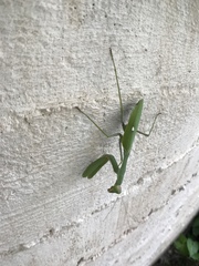 Sphodromantis viridis