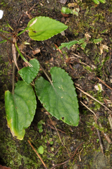 Viola formosana