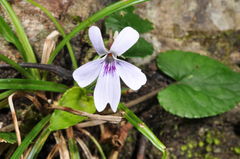 Viola formosana