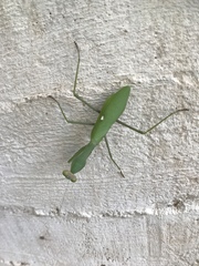 Sphodromantis viridis