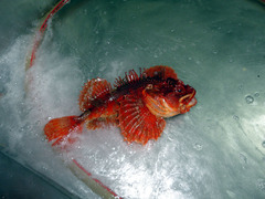 Hemitripterus americanus