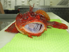 Hemitripterus americanus