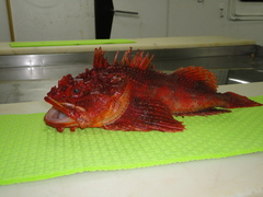 Hemitripterus americanus