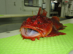 Hemitripterus americanus