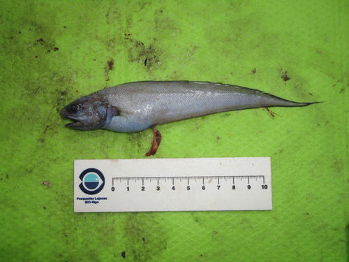 Representative image of Guttigadus