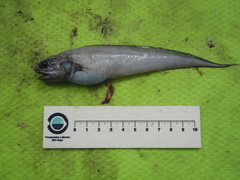 Guttigadus latifrons