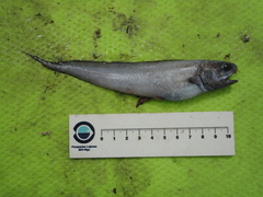 Guttigadus latifrons