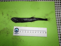 Sigmops elongatus