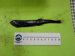 Sigmops elongatus