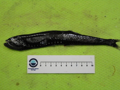 Sigmops elongatus