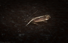 Chaliniastis astrapaea