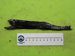 Sigmops elongatus