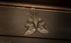 Polyclysta hypogrammata