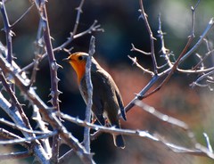 Erithacus rubecula rubecula