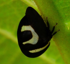 Membracis foliatafasciata