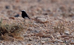 Oenanthe leucopyga aegra