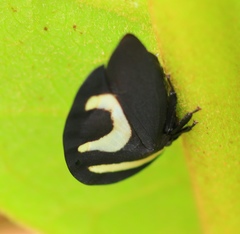 Membracis foliatafasciata