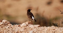 Oenanthe leucura riggenbachi