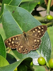 Speckled Wood