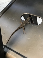 Anolis sagrei