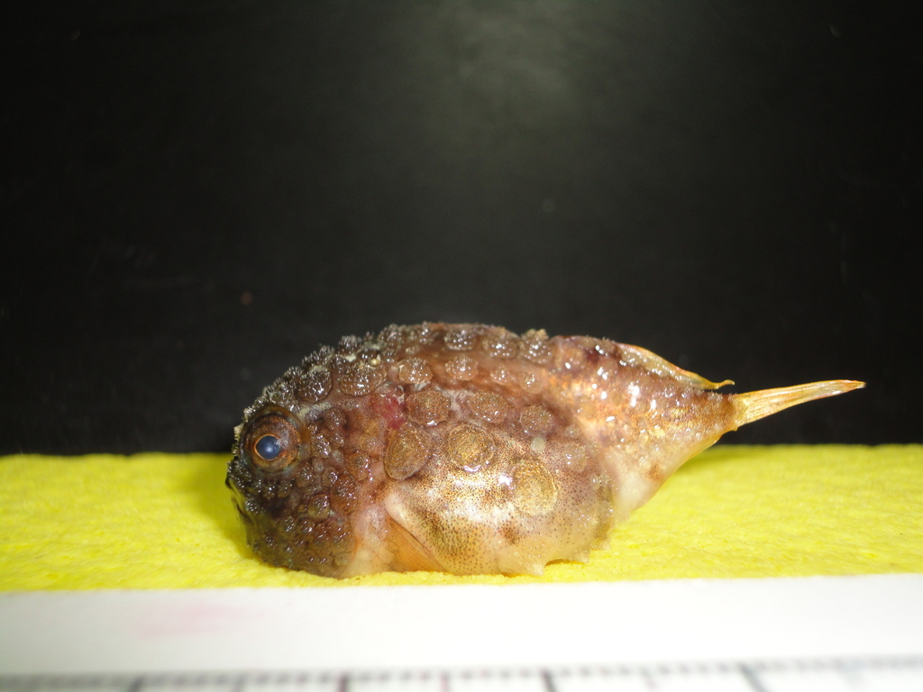 Newfoundland Spiny Lumpsucker