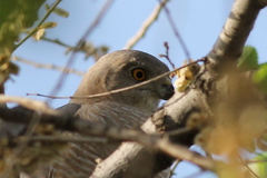 Accipiter badius