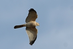 Accipiter badius